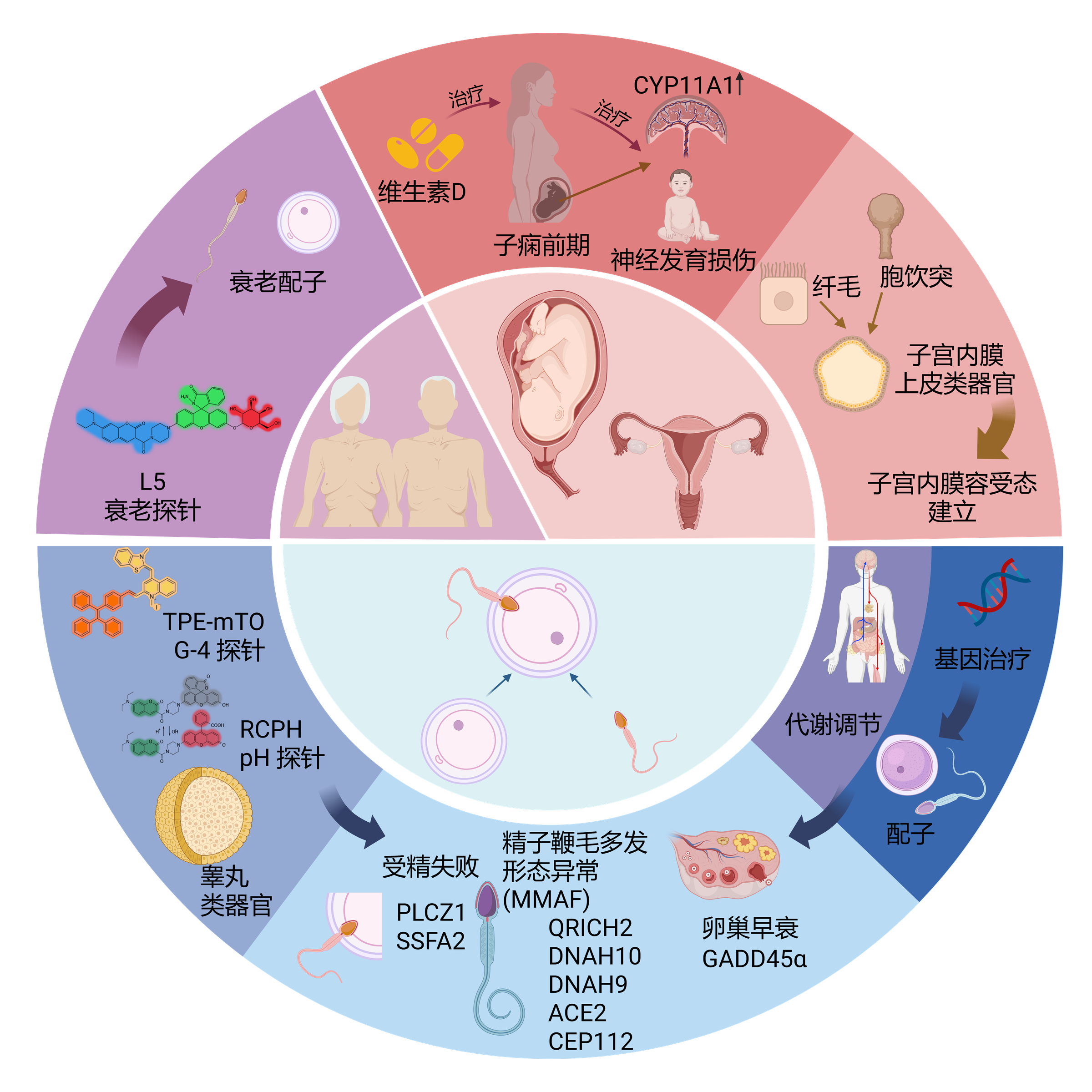 实验室研究方向总览：生殖遗传、胚胎与子代健康、子宫内膜类器官及生殖功能检测